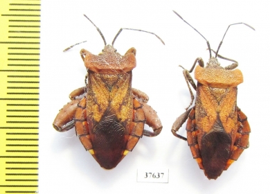 Hemiptera sp., pair  Honduras - INSECTS-STORE.RU