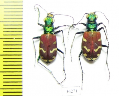 Cicindela coerulea nitida, pair  Russia, Far East - INSECTS-STORE.RU