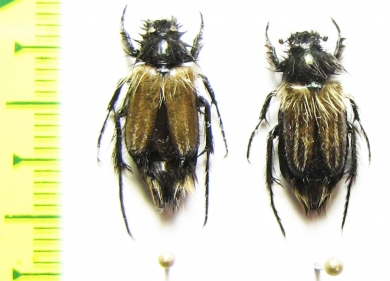 Eulasia arctos  Armenia - INSECTS-STORE.RU