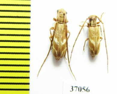 Cerambycidae sp.  South Africa Rep. - INSECTS-STORE.RU