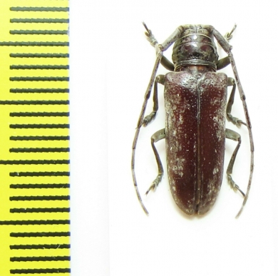 Prosopocera sp.  South Africa Rep. - INSECTS-STORE.RU