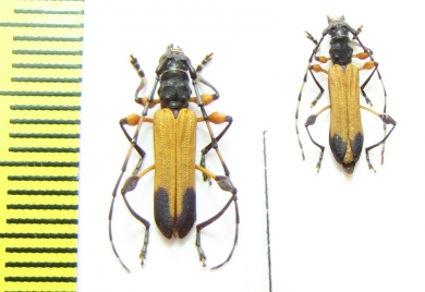 Cerambycidae sp., pair  Malawi - INSECTS-STORE.RU