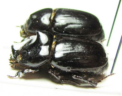 Papuana sp., pair  Solomon isls. - INSECTS-STORE.RU