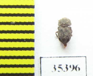 Tarphius elongatus  Tenerife isl. - INSECTS-STORE.RU