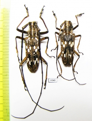 Epepeotes schlegelii, pair  Vietnam - INSECTS-STORE.RU