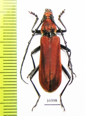 Mimosebasmia purpurea  Laos - INSECTS-STORE.RU