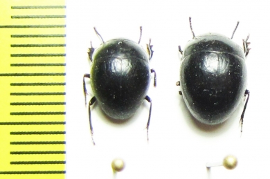 Spyrathus sp.  India - INSECTS-STORE.RU