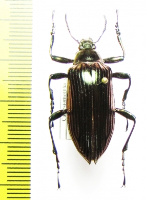 Campsiomorpha sp.  Malaysia, Borneo - INSECTS-STORE.RU