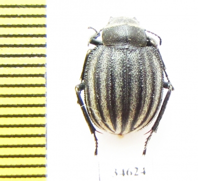 Pterocoma balchashense  Kazakhstan - INSECTS-STORE.RU