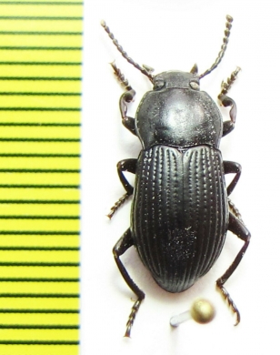 Tenebrionidae sp.  Sri Lanka - INSECTS-STORE.RU