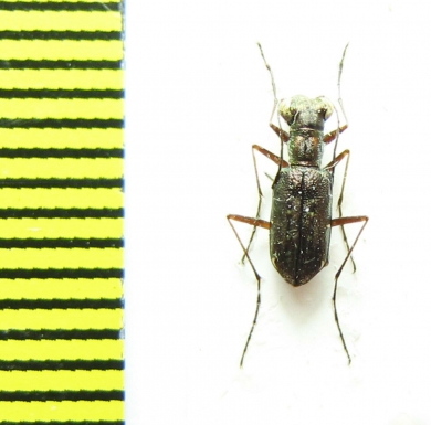 Cicindelinae sp.  Madagascar - INSECTS-STORE.RU