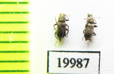 Elmidae sp.  Laos - INSECTS-STORE.RU