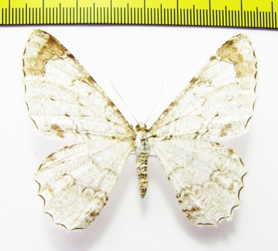 Epimecis anonaria  Peru - INSECTS-STORE.RU