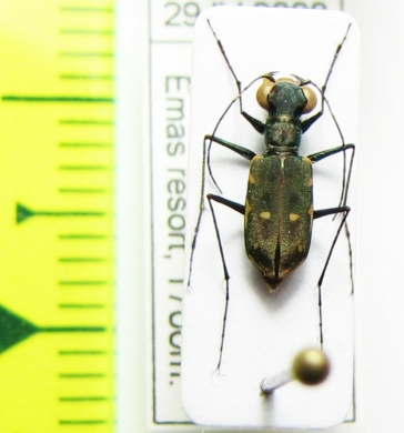 Cylindera discreta  Malaysia, Borneo - INSECTS-STORE.RU