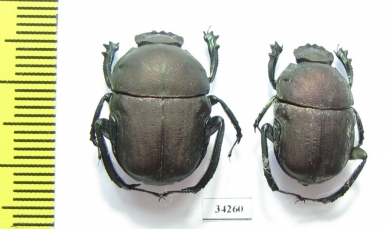 Gymnopleurus sp.  Ethiopia - INSECTS-STORE.RU