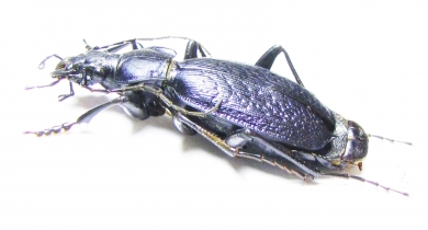 Carabus (Neoplectes) ibericus  Georgia - INSECTS-STORE.RU