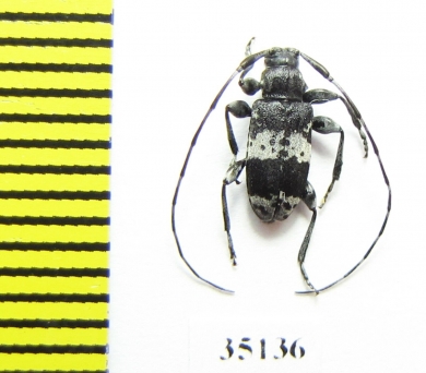 Leiopus punctulatus  Russia, Tver reg. - INSECTS-STORE.RU