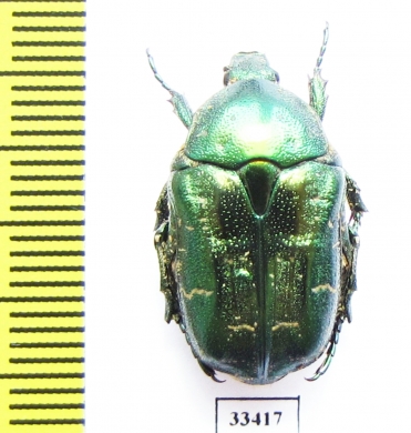 Protaetia caucasica  Armenia - INSECTS-STORE.RU