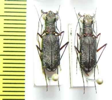 Odontocheila confusa, pair  Peru - INSECTS-STORE.RU