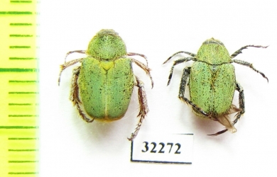 Hopliini sp.  South Africa Rep. - INSECTS-STORE.RU