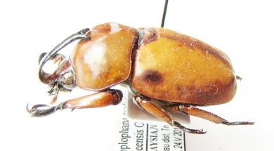 Ceroplophana modiglianii borneensis  Malaysia, Borneo - INSECTS-STORE.RU