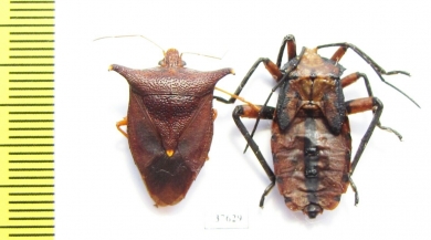 Hemiptera sp.  Honduras - INSECTS-STORE.RU