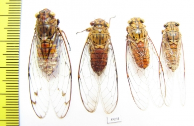 Homoptera sp.  Malaysia, Borneo - INSECTS-STORE.RU