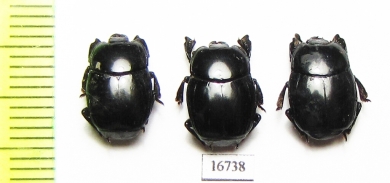 Plaesius laevigatus  Indonesia, Kalimantan - INSECTS-STORE.RU