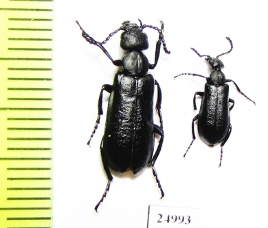 Meloidae sp.  Mexico - INSECTS-STORE.RU