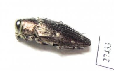 Chrysobothris parvipunctata  Iran, Khuzestan prov. - INSECTS-STORE.RU