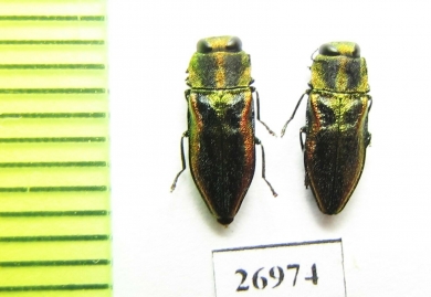 Anthaxia vittula  Greece - INSECTS-STORE.RU