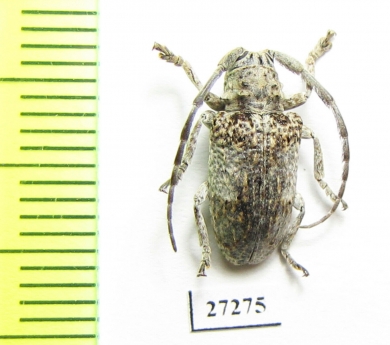 Cerambycidae sp.  South Africa Rep. - INSECTS-STORE.RU