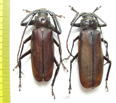 Macrotoma sp., pair  South Africa Rep. 54/58 mm - INSECTS-STORE.RU