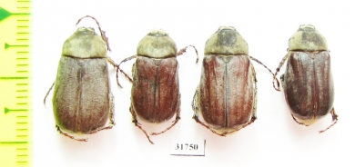 Chioneosoma tedschenense  Tajikistan - INSECTS-STORE.RU