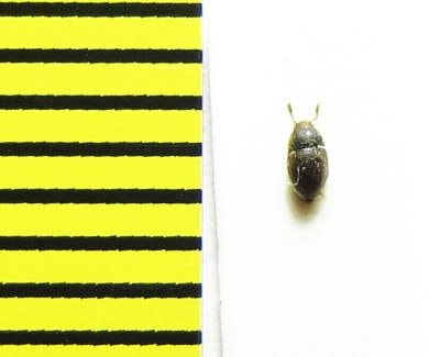 Mycetophagidae, Triphyllina lederi  Russia, N. Caucasus - INSECTS-STORE.RU