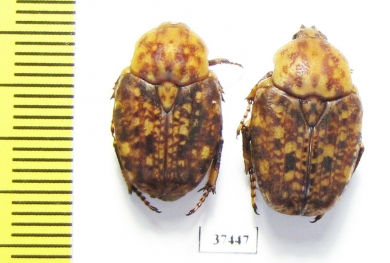 Porphyronota sp.  South Africa Rep. - INSECTS-STORE.RU