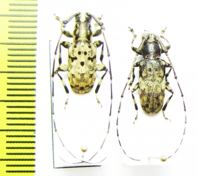 Mesocacia multimaculata, pair  Vietnam - INSECTS-STORE.RU