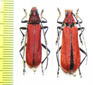 Mimosebasmia purpurea, pair  Laos - INSECTS-STORE.RU