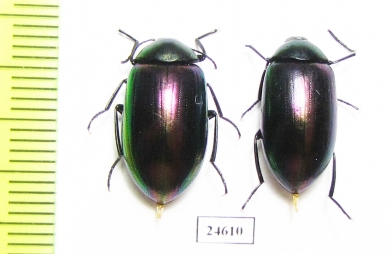 Tenebrionidae sp.  Australia - INSECTS-STORE.RU