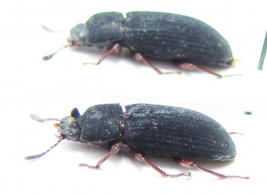Toxicum sp., pair  Indonesia, Papua - INSECTS-STORE.RU