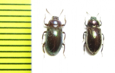 Tenebrionidae sp.  Malaysia, Borneo - INSECTS-STORE.RU