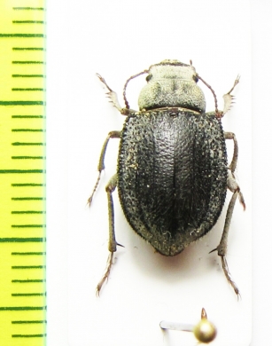 Paraplatyope thesigeri, male  Oman - INSECTS-STORE.RU