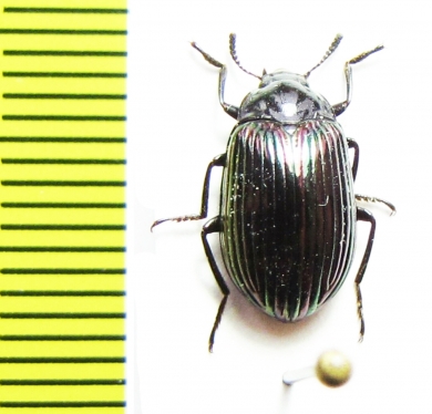 Tenebrionidae sp.  Sri Lanka - INSECTS-STORE.RU