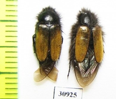 Eulasia bombyliformis  Kazakhstan - INSECTS-STORE.RU
