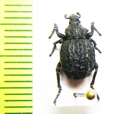 Brachycerus lutosus  Georgia - INSECTS-STORE.RU