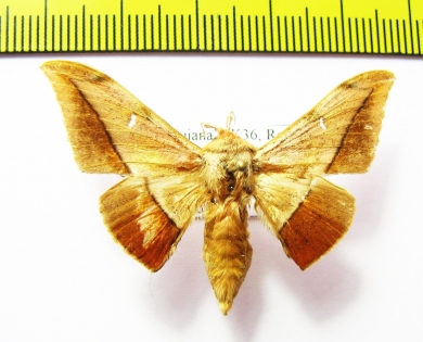 Noctuidae sp.  French Guiana - INSECTS-STORE.RU