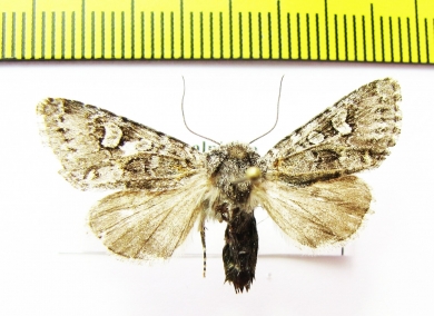 Lasionycta alpicola  Russia, Altai reg. - INSECTS-STORE.RU