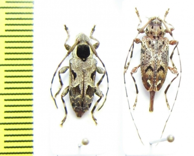 Cerambycidae sp.  Peru - INSECTS-STORE.RU