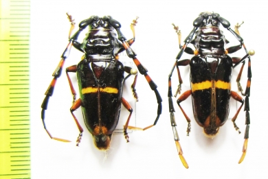 Trachyderes cingulatus  Peru - INSECTS-STORE.RU