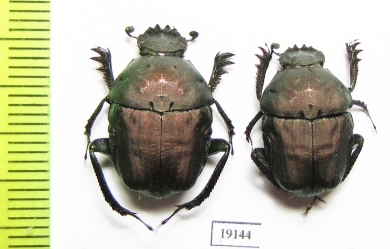 Gymnopleurus sp.  Senegal - INSECTS-STORE.RU